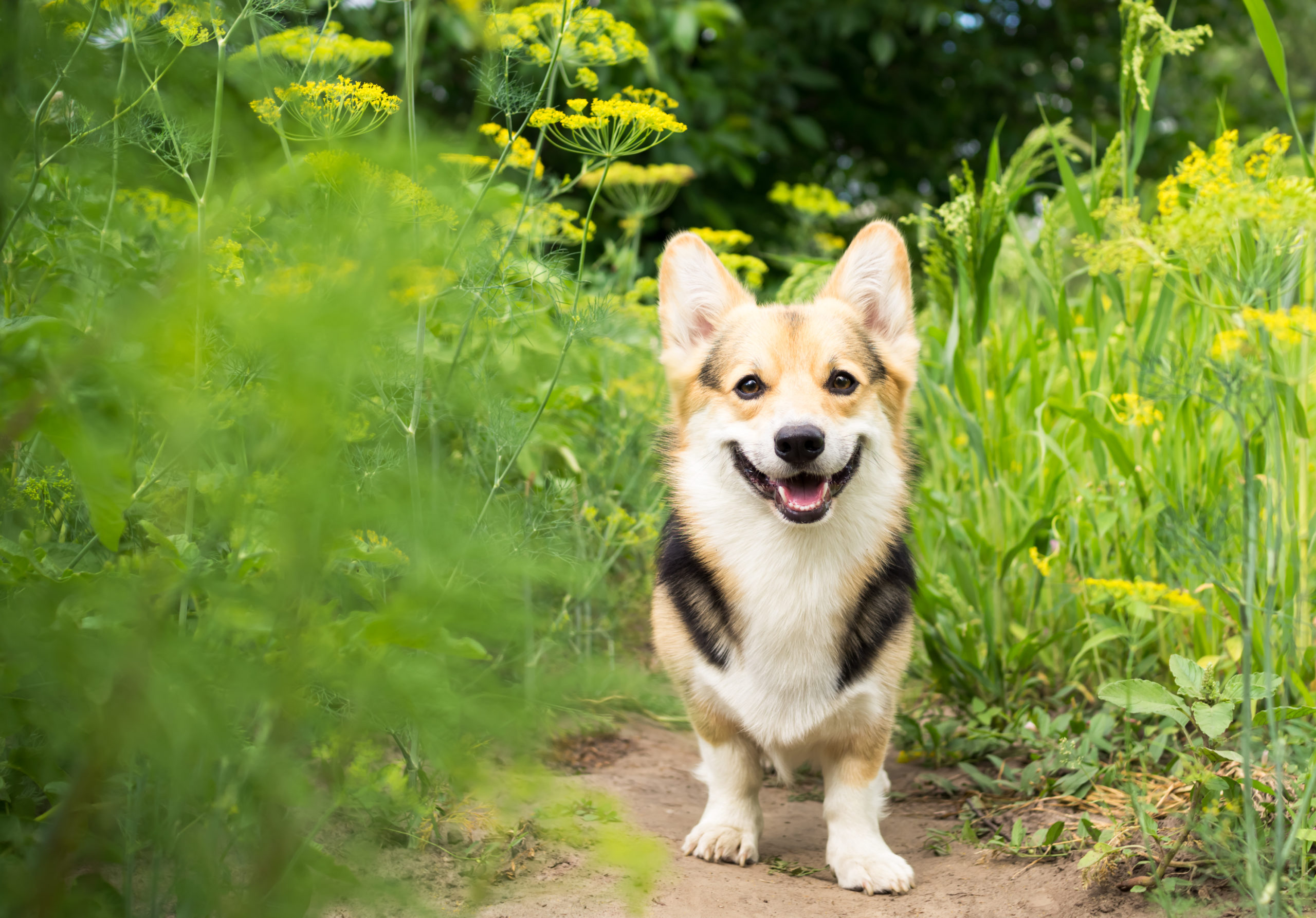 Facts Every Dog Owner Should Know About Lyme Disease - Avets Specialty ...